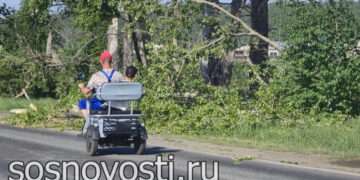 В Ужовке тополя рухнули на автодорогу