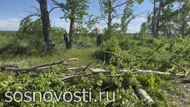 В Ужовке тополя рухнули на автодорогу