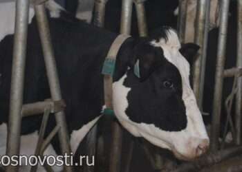 Аграрии могут получить субсидию на модернизацию молочных комплексов
