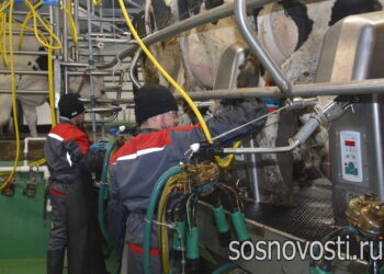 Сколько корова дает молока: сосновцы – в первой тройке