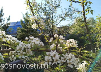 Народные приметы мая о погоде и будущем урожае