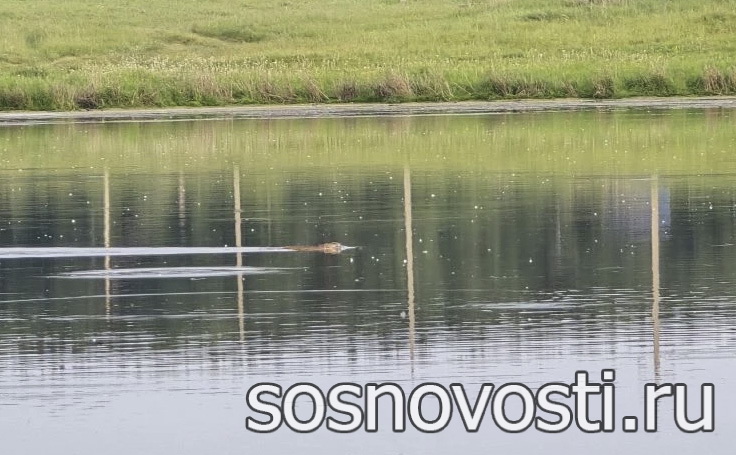  На Южный Урал пришли дожди с грозами