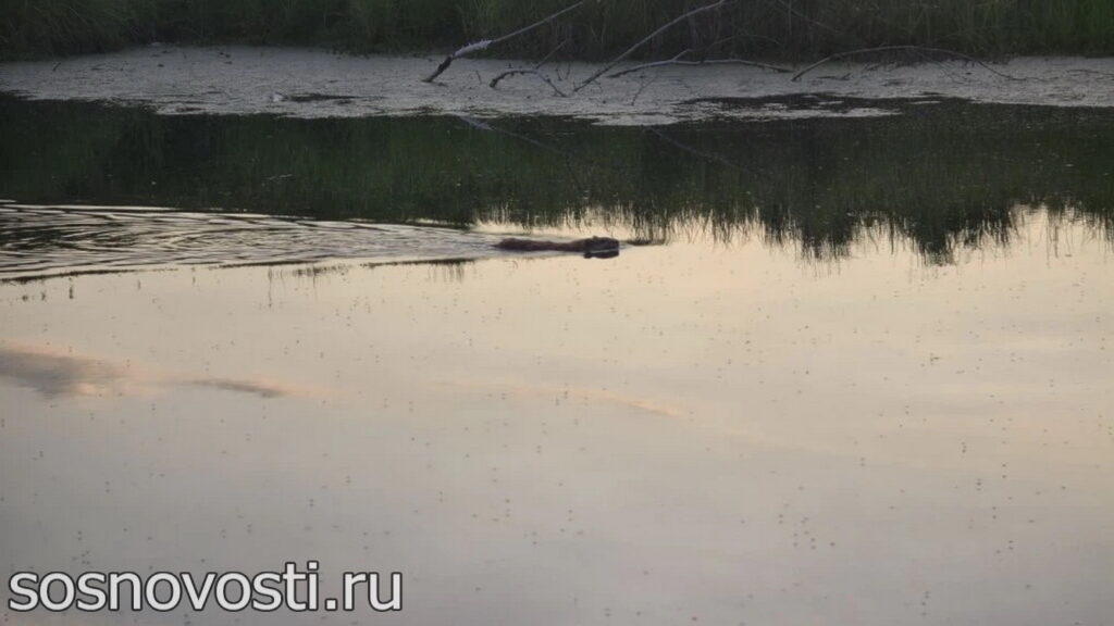 Челябинскую область ожидают проливные выходные