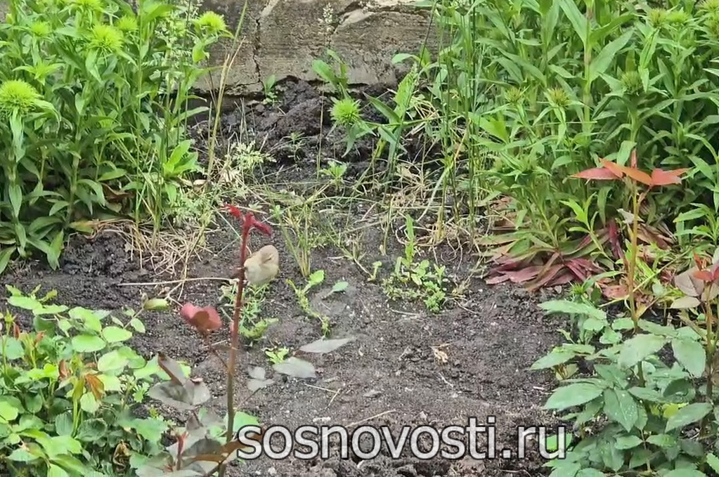  На Южный Урал пришли дожди с грозами