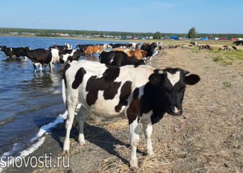 Будет ли плодородной осень: народные приметы на середину июня