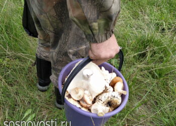 Спасатели искали грибника в лесах у Красного поля