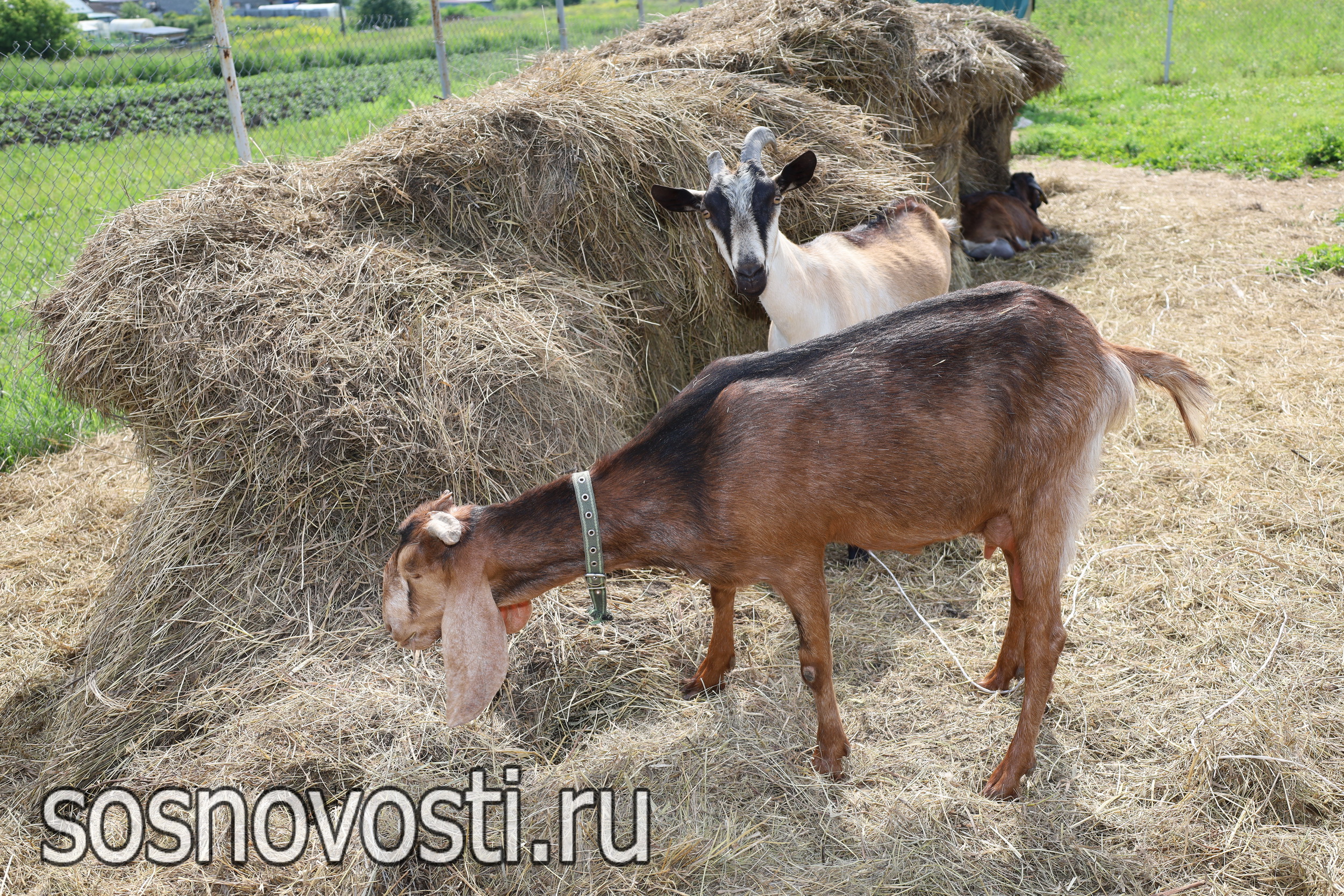 Многодетная семья из Трубного занимается сыроделием