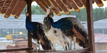 Птичий хутор из Сосновского округа вошел в число лучших туристических проектов России