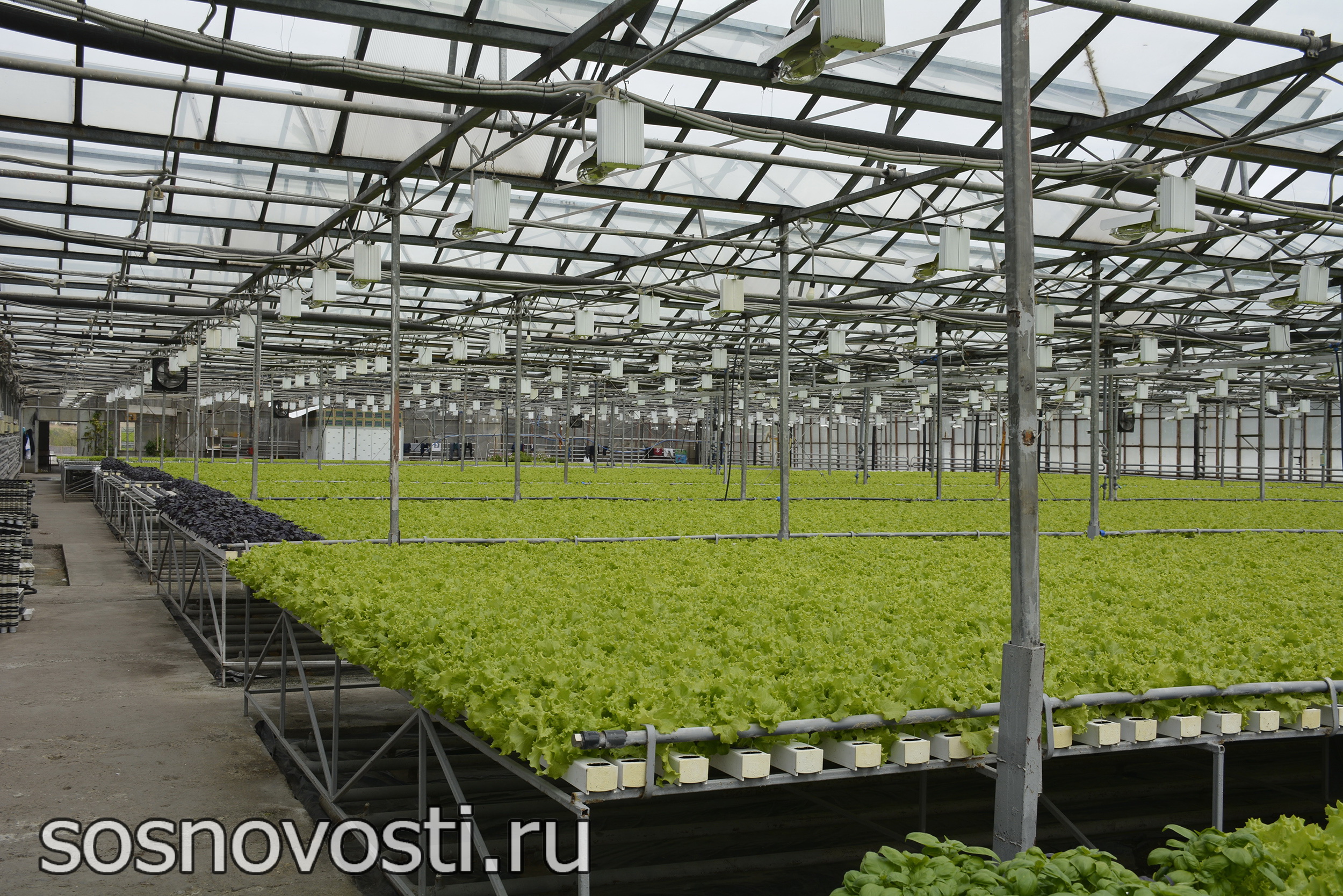 Зелень, форель, перепела и хвойная экзотика: аграрный портрет Сосновского округа