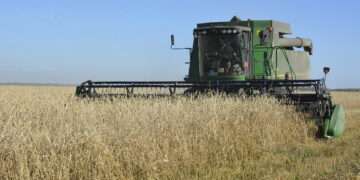 У зерновых Сосновского округа самая высокая урожайность