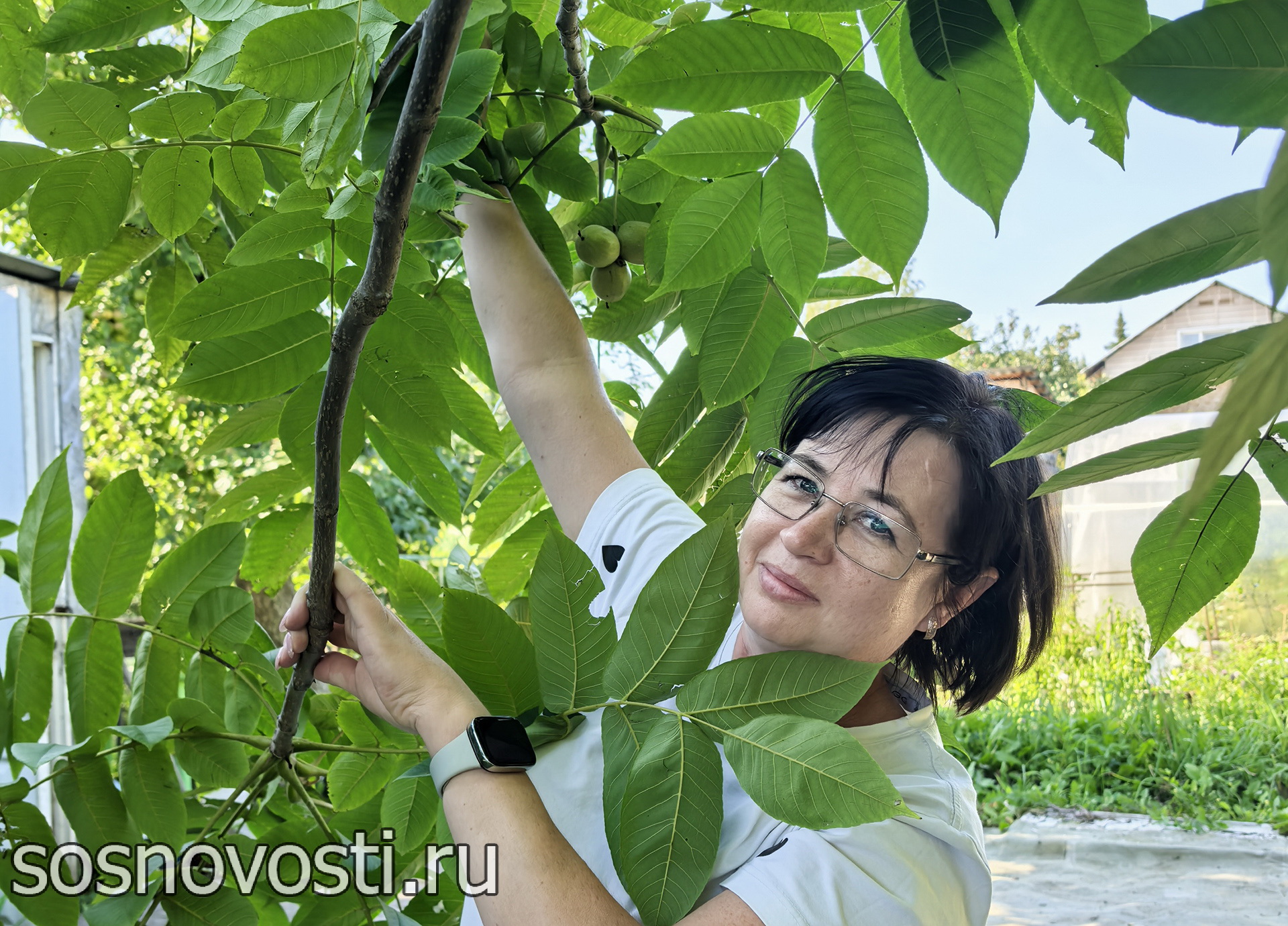 Уральская «пальма» оказалась маньчжурским орехом