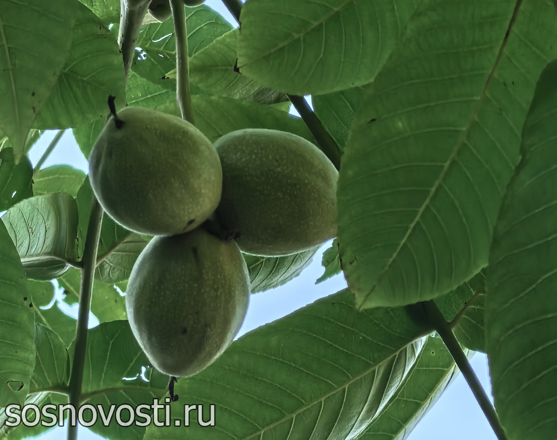 Уральская «пальма» оказалась маньчжурским орехом