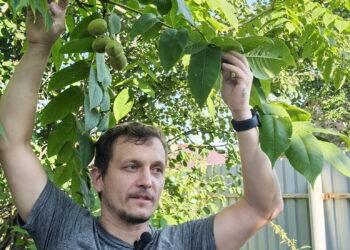 Уральская «пальма» оказалась маньчжурским орехом