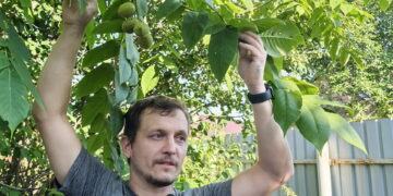 Уральская «пальма» оказалась маньчжурским орехом