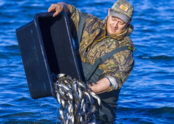 Во Второе озеро выпустили 24 тысячи мальков белого амура