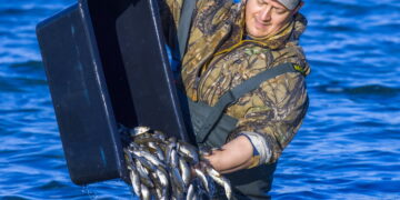 Во Второе озеро выпустили 24 тысячи мальков белого амура