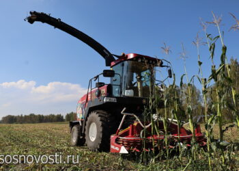 Испытания погодой: сосновские аграрии завершают страду