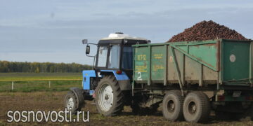 Уборочные работы в Сосновском округе подходят к финишу
