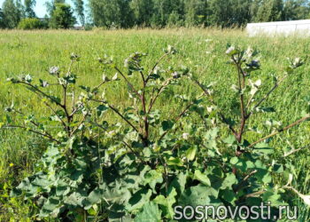 Собственницу участка в Сосновском округе оштрафовали за сорняки